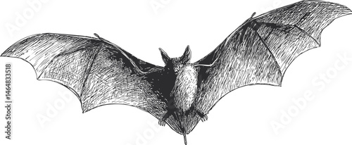 Detailed black and white sketch of a bat with outstretched wings. Vector illustration