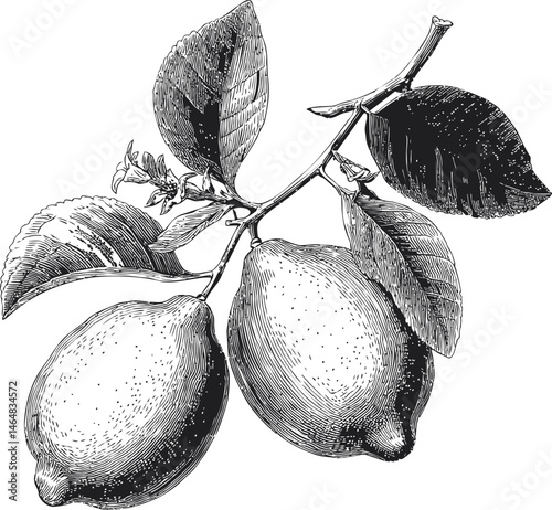 Monochrome engraving of lemons with leaves and branch illustration. Vector illustration