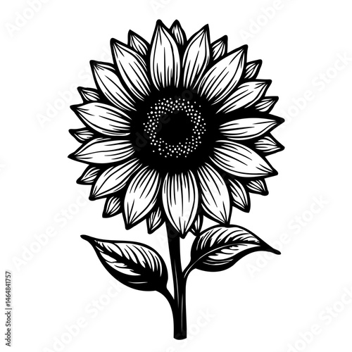 Elegant monochrome botanical illustration of a sunflower in vintage style engraving