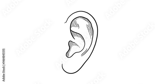 Ear Illustration Human Anatomy Medical Diagram