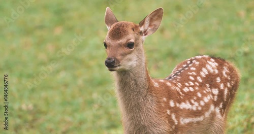 Frightened fawn in a field , closeupshot