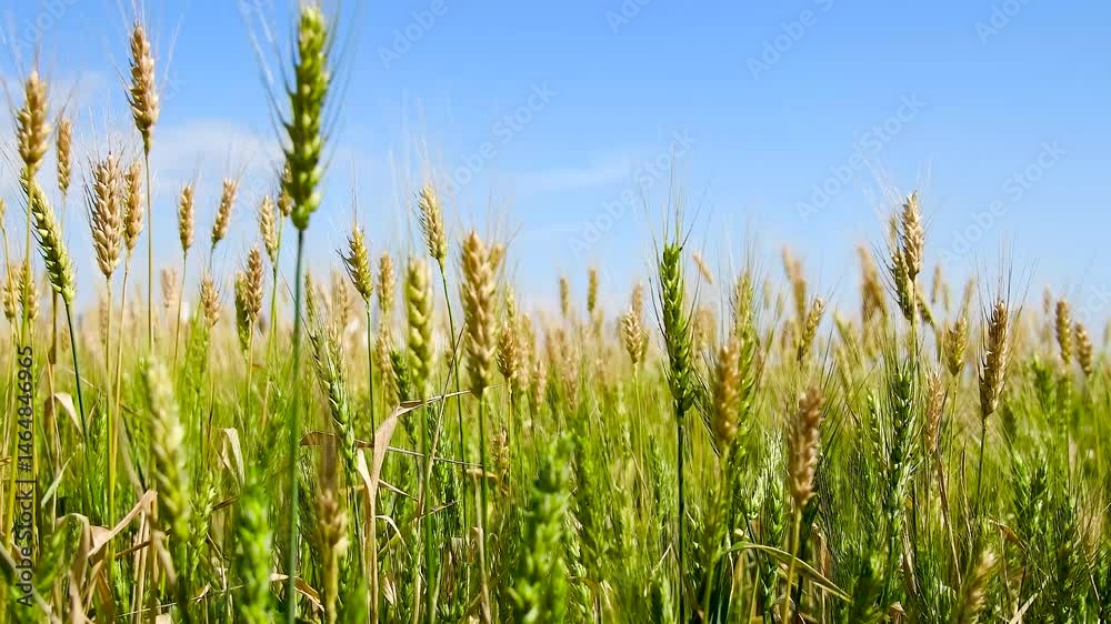 Golden wheat field. Ears of golden wheat in close-up. Golden wheat field. Ears of golden wheat in close-up.