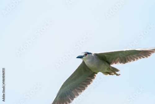 Black Crowned Night Heron Flying Overhead