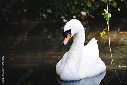 Foto di un cigno bianco sull'acqua di un fiume