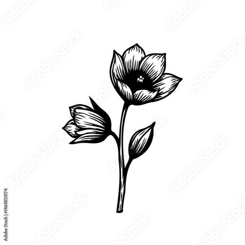 Wallpaper Mural Elegant floral artwork featuring botanical black and white illustration design Torontodigital.ca