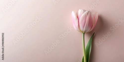 A Delicate Pink Tulip on a Soft Background, a Symbol of Spring's Gentle Arrival and a Promise of New Beginnings