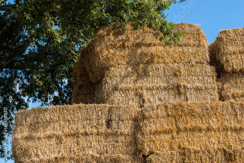 Detail of Haystack under Tree