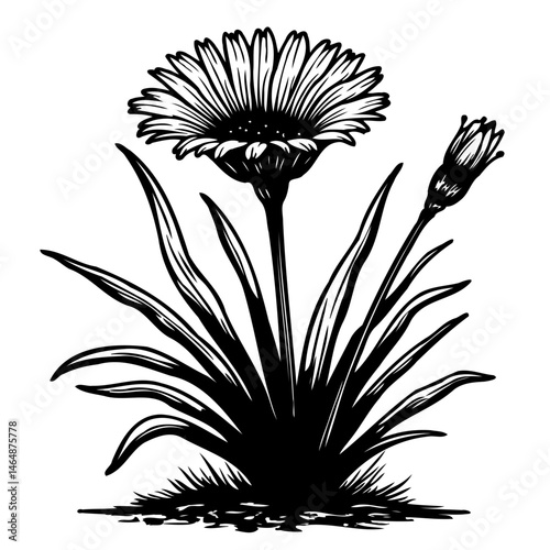 Elegant monochrome floral artwork featuring daisy bloom and budding companion
