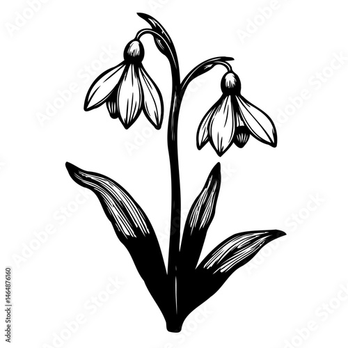 Monochrome floral illustration: delicate snowdrop flower with detailed linework