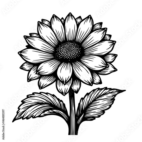 Botanical illustration of a stylized sunflower with intricate linework details