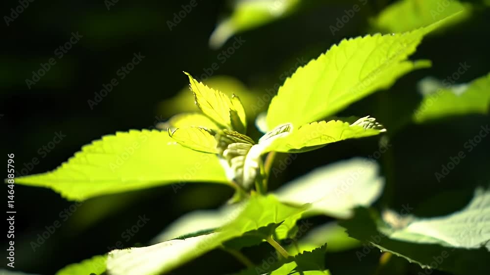 Vibrant spring leaves in sunlight Vibrant spring leaves in sunlight