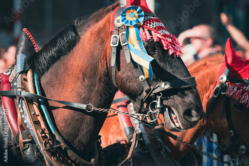 Decorated Draft Horse
