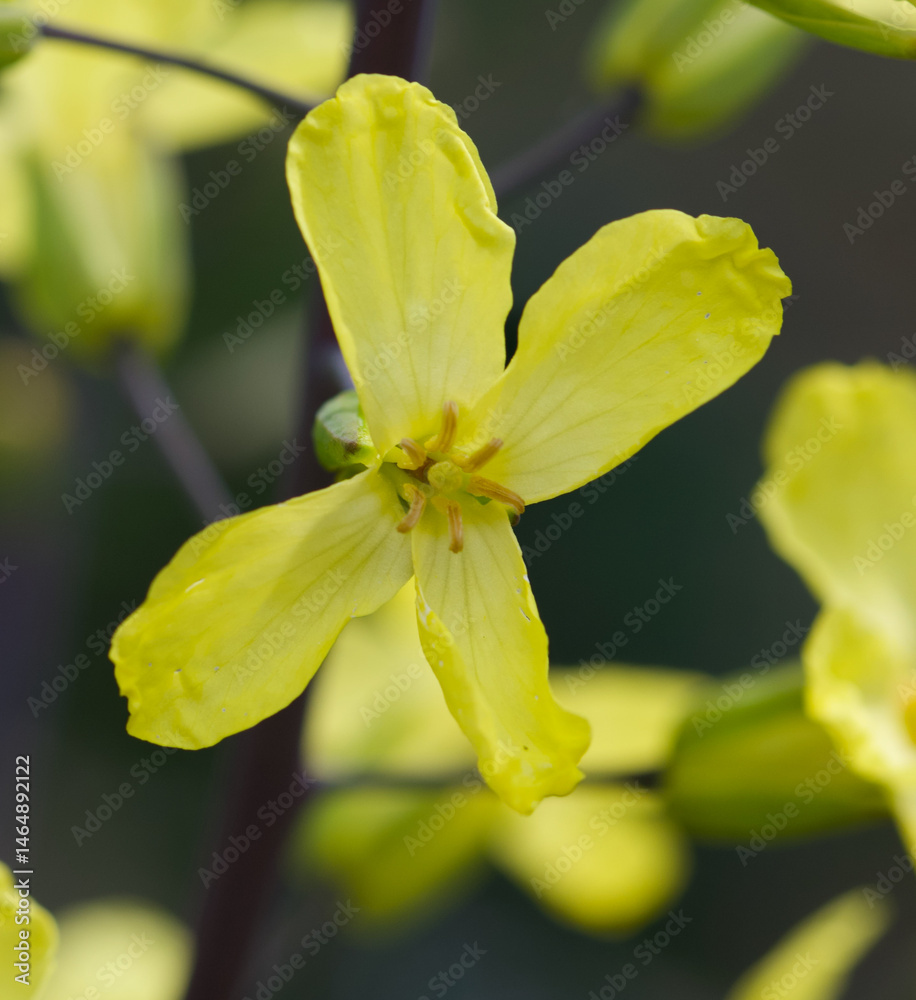 Beautiful close-up of a flower of brassica oleracea var. acephala Beautiful close-up of a flower of brassica oleracea var. acephala