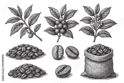 coffee beans plant set woodcut engraving vector illustration