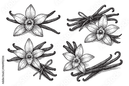 Vanilla Flower with Sticks set woodcut engraving vector illustration