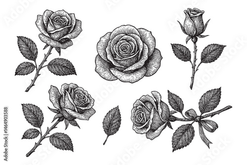 rose flower set woodcut engraving vector illustration
