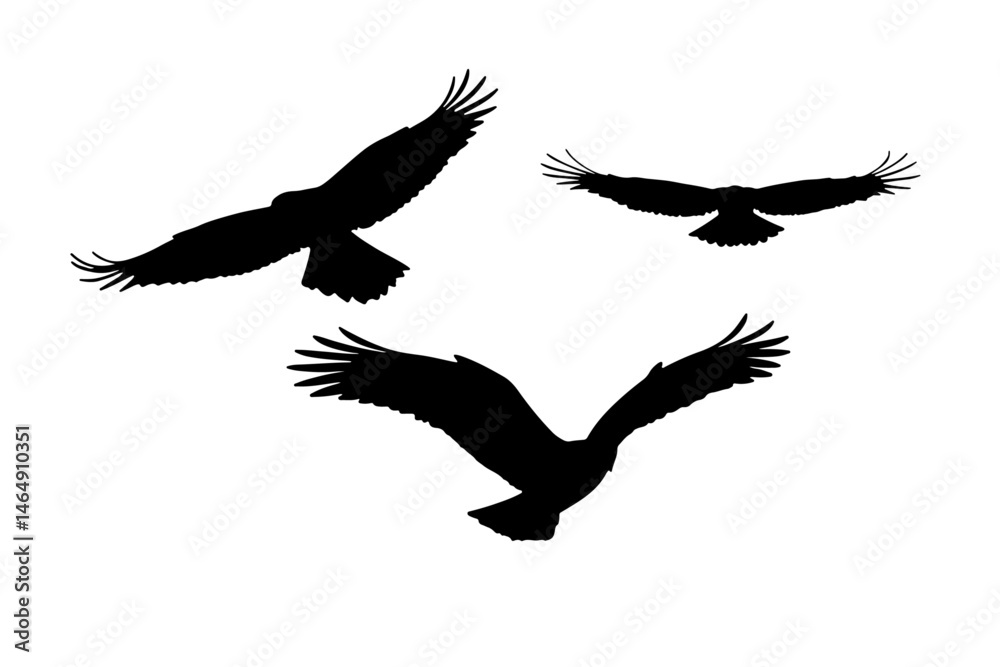 Obraz premium eagle silhouette