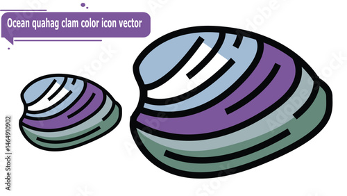  Ocean quahag clam color icon vector