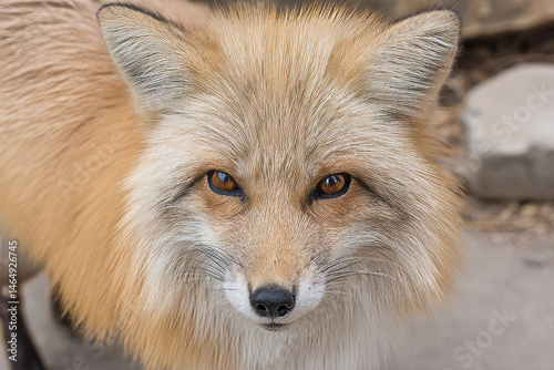 Enigmatic fox gaze gleams with russet wisdom, channeling autumnal folklore and Trickster Day whispers in a woodland tapestry