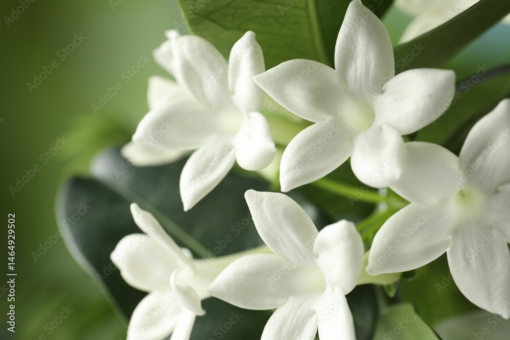 Fototapeta premium Beautiful jasmine plant with flowers on blurred background, closeup