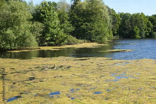 Quadro su tela Ducks swimming in a pond covered with green algae on a sunny day