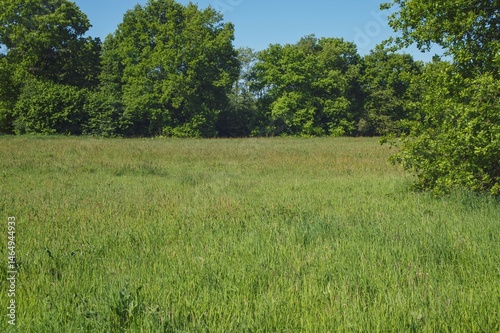 Fototapeta Naklejka Na Ścianę i Meble -  Green meadow surrounded by lush trees on sunny summer day
