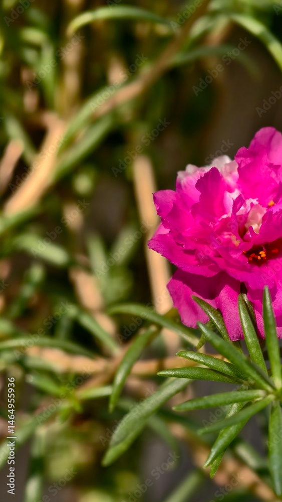 Bright Pink Flower Surrounded by Green Leaves in Natural Sunlight on a Garden Background Bright Pink Flower Surrounded by Green Leaves in Natural Sunlight on a Garden Background