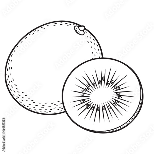 Kiwi Fruit Vector Illustration silhouettes, coloring page, outline with Slice – Color Line Drawing, kiwi fruit whole, piece and brunch, Fresh and juicy kiwi fruit set