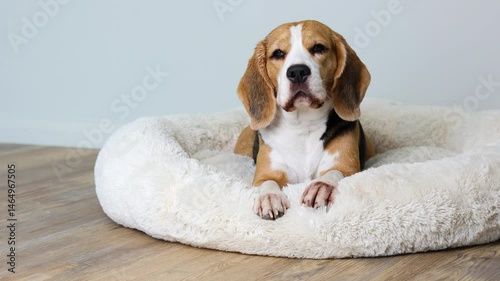 Cute dog beagle is lying on the dog bed. Looking into the camera. Cozy home environment.