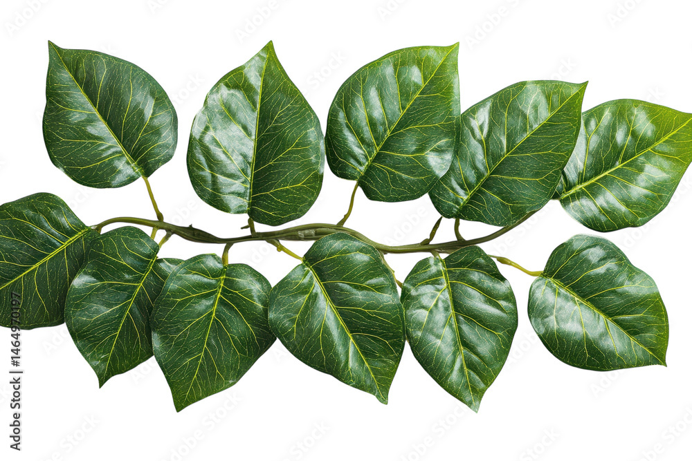 Fototapeta premium Lush green leaf branch isolated on black background showcasing vibrant foliage detail with on transparent background