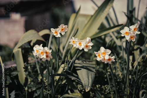 Spring Daffodils Close-up