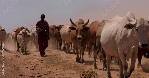 Wide shot of a ranch hand walking beside a herd of boran cattle (Bos indicus) in the savanna during the evening in kenya