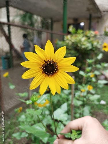 sunflower in the garden