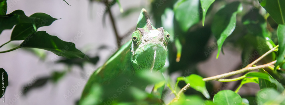 Chameleon with jungle leafs. Natural portrait, exotic animal looking to the camera