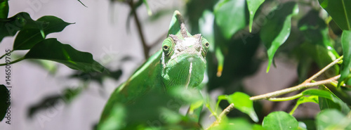 Obraz na płótnie Chameleon with jungle leafs. Natural portrait, exotic animal looking to the camera w salonie