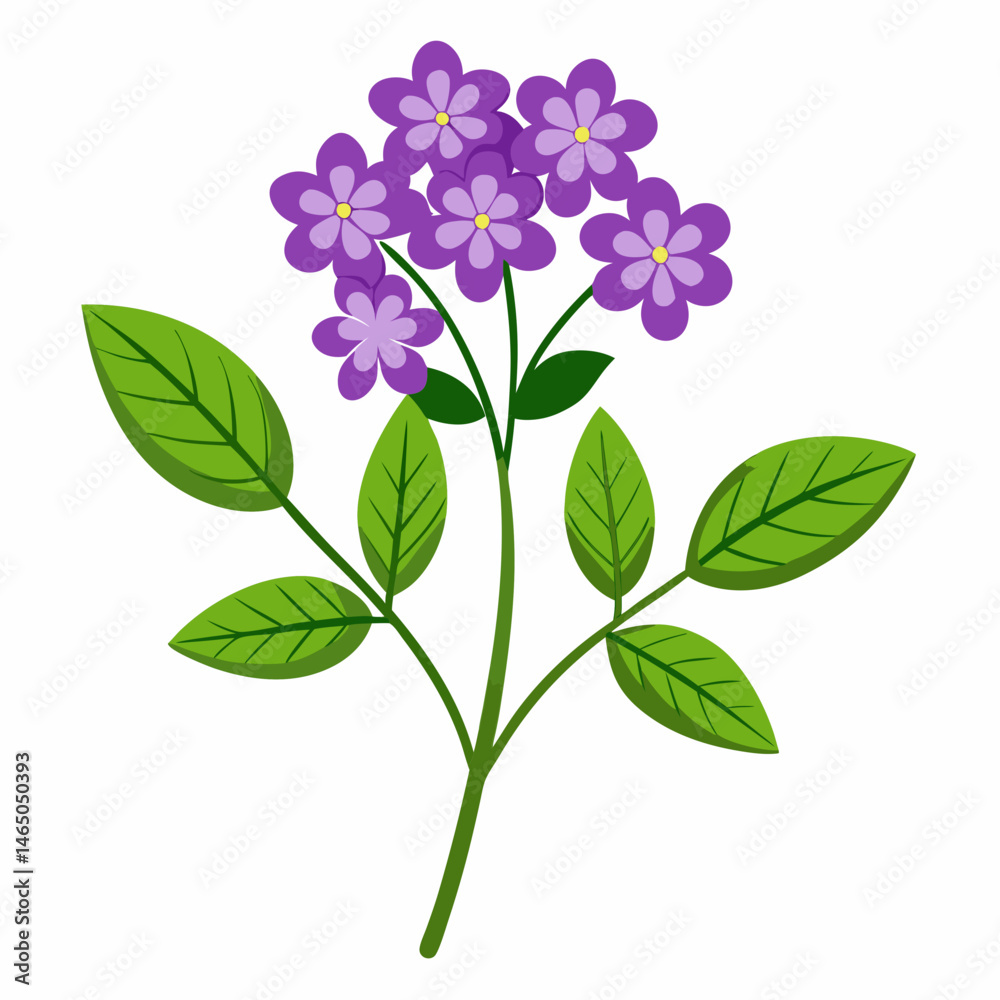 Obraz premium Simple Verbena Vector on White