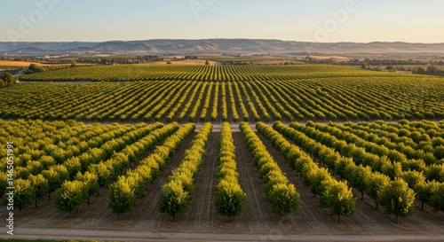 Expansive Almond Orchards with Rolling Hills in California Central Valley