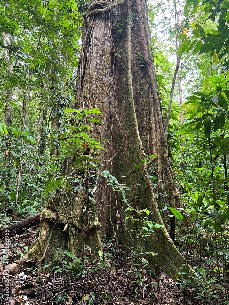Fototapeta premium Lowland rainforest in Corcovado National Park in southwestern Costa Rica, Central America.