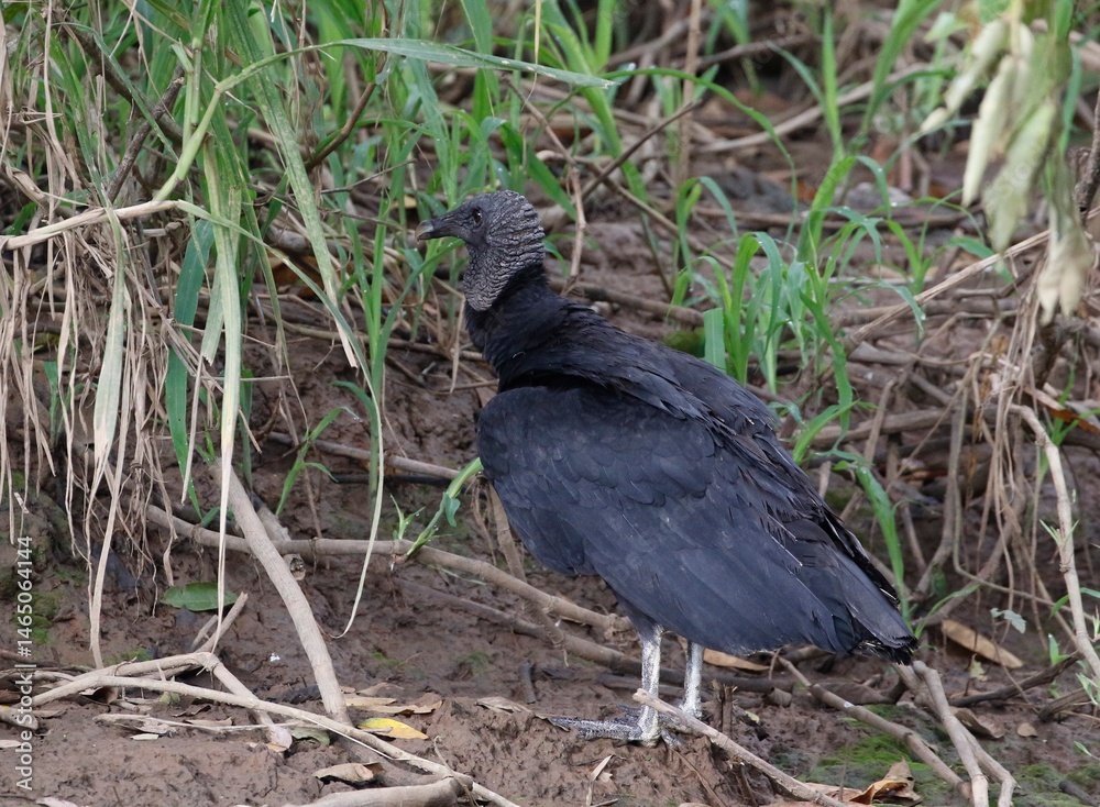 Fototapeta premium Black Vulture (Coragyps atratus) in wetland at Cano Negro in northern Costa Rica, Central America.