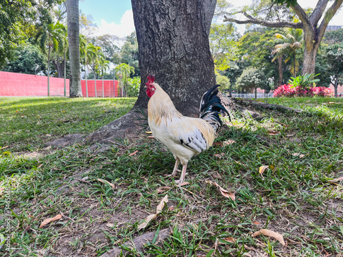 Domestic rooster in the wild