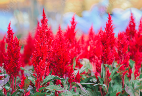 Photography cockscomb or celosia plumosa or Pampas Plume Celosia flowers blooming in the garden red flowers