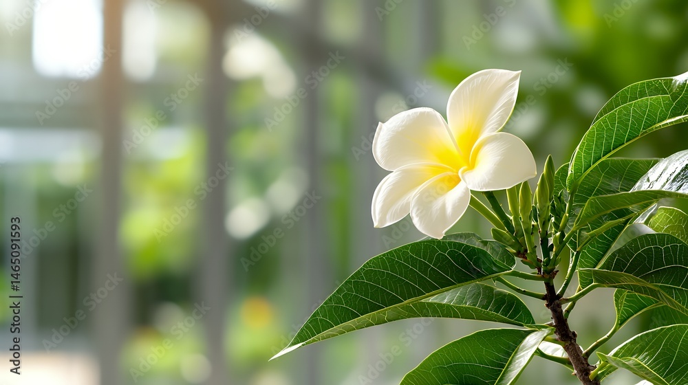 Fototapeta premium Close-up of a Blooming White Flower with Yellow Center and Green Leaves