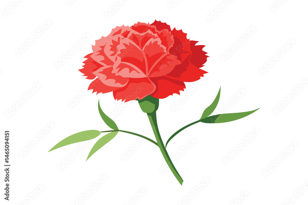 Red carnation flower vector illustration isolated on white background Red carnation flower vector illustration isolated on white background