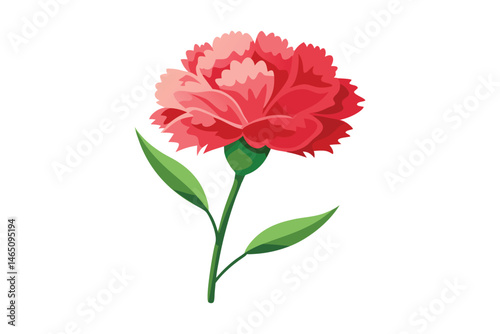 carnation vector illustration on white background