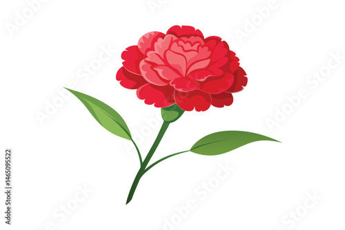 carnation vector illustration on white background
