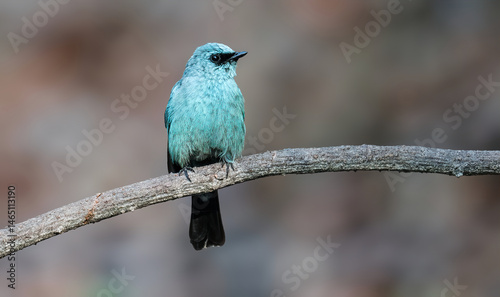 A cobalt blue colour Verditer Flycatcher