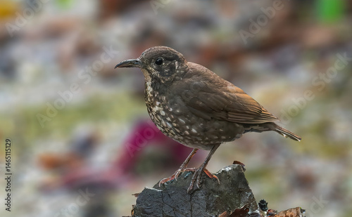A beautiful Dark-sided Thrush from Himalaya