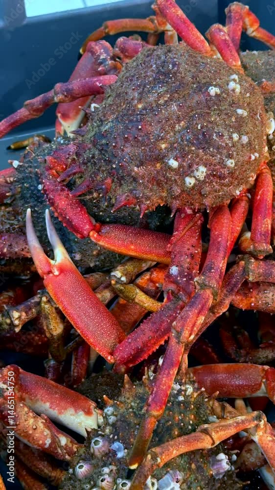 Fresh crabs for sale on fish market