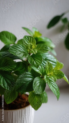 Fresh Mint Plant Growing Indoors in a White Pot Close Up View of the Herb Leaves