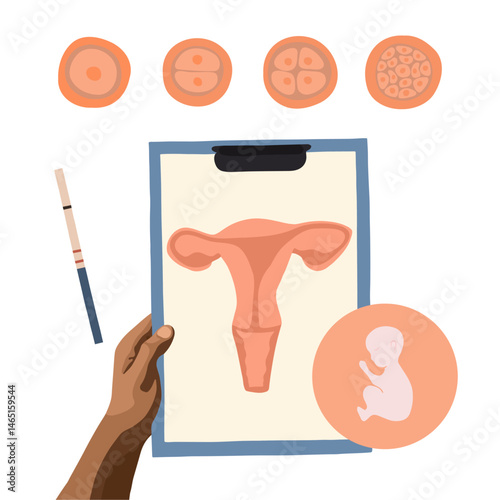 The process of cell division during fertilization. Egg cell division. Fertilization of the egg. Zygote.